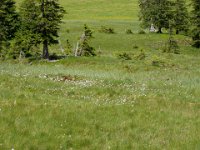 2005-06-24-allgäu-15 : Allgäu, MTB