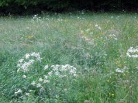 2006-05-27-trippstadt-57