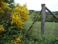 2006-05-27-trippstadt-60