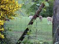 2006-05-27-trippstadt-61