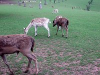2006-05-27-trippstadt-63