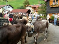 2007-09-17-allgaeu-viehscheid-146