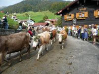 2007-09-17-allgaeu-viehscheid-150