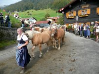 2007-09-17-allgaeu-viehscheid-153