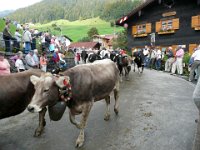 2007-09-17-allgaeu-viehscheid-30
