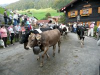 2007-09-17-allgaeu-viehscheid-32