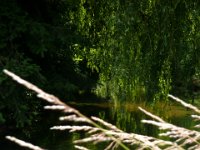 2009-05-12-nothweiler-60