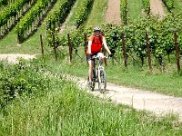 2015-Annweiler-2-19 : Annweiler am Triefels, MTB