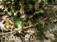 2015-Annweiler-3-19 : Annweiler am Triefels, MTB