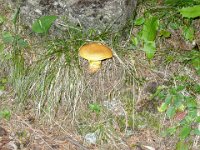Pilze am Wegrand
