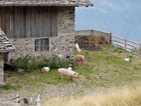 auch Schweine sind hier oben : MTB, Transalp, Transalp 2003
