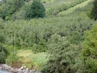 Apfelplantagen bei Revo