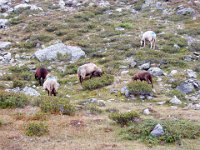 TA 2004-05-Tag-43 : MTB, Transalp, Transalp 2004
