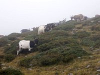 TA 2004-05-Tag-69 : MTB, Transalp, Transalp 2004