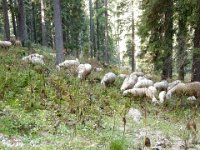 TA 2005-06-Tag-2 : MTB, Transalp, Transalp 2005