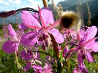 TA 2006-01-Tag-276 : MTB, Transalp, Transalp 2006