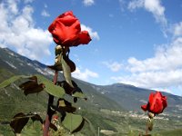 TA 2006-08-Tag-66 : MTB, Transalp, Transalp 2006