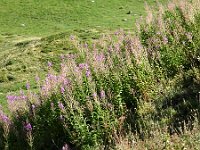 DSC02008