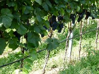 TA 2009-3-Tag-54 : 3. Tag, MTB, Transalp, Transalp 2009