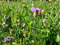 TA 2009-5-Tag-189 : 5.Tag, MTB, Transalp, Transalp 2009