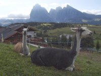 TA 2009-5-Tag-31 : 5.Tag, MTB, Transalp, Transalp 2009