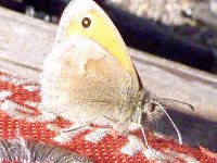 TA 2009-8-Tag-17 : 8.Tag, MTB, Transalp, Transalp 2009