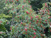TA 2009-9-Tag-18 : 9.Tag, MTB, Transalp, Transalp 2009