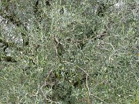 TA 2009-9-Tag-52 : 9.Tag, MTB, Transalp, Transalp 2009