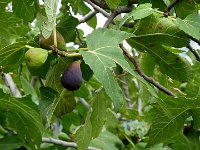 TA 2009-9-Tag-56 : 9.Tag, MTB, Transalp, Transalp 2009